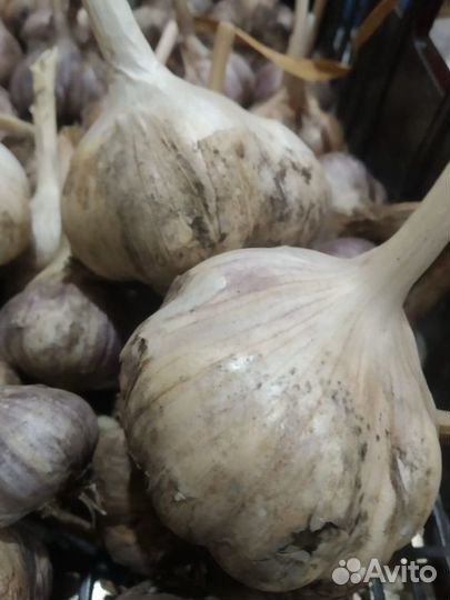 Домашний чеснок
