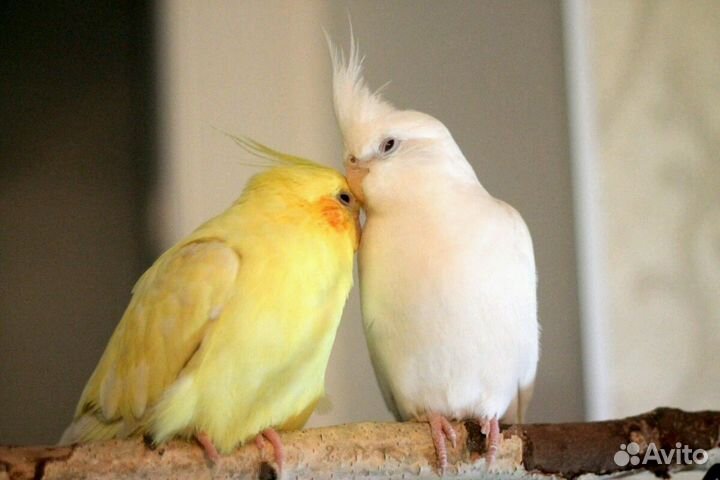 Передержка попугайчиков и др. птиц