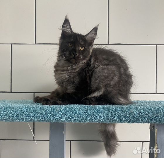 Кошка мейн кун черный дым с документами