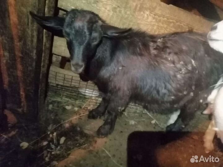 Козы и козел