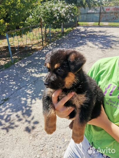 Щенки Немецкой Овчарки