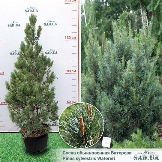 Сосна Ватерери