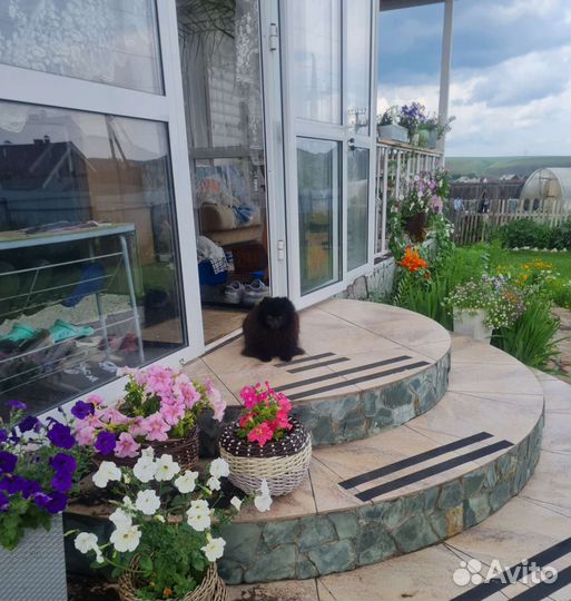 Передержка собак