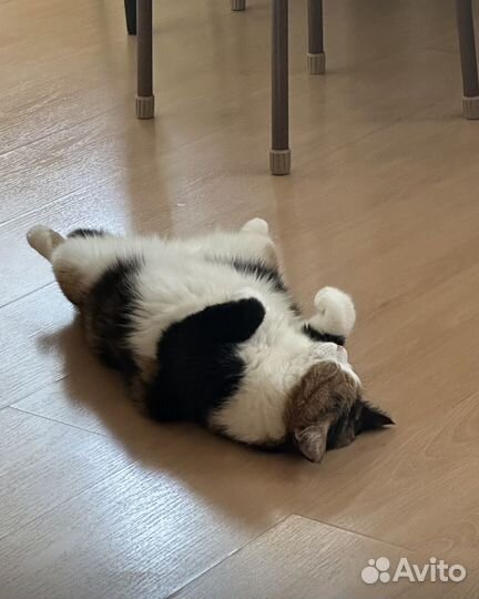 Домашние кошки