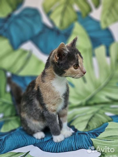 Котенок Туня