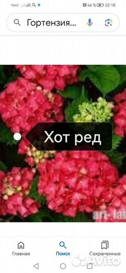 Крупнолистные гортензии