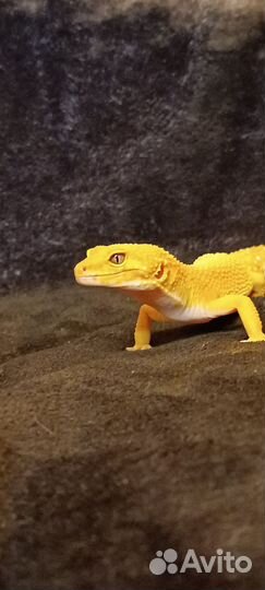 Эублефар самка