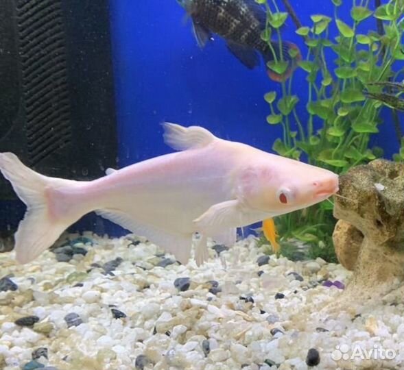 Рыба пангасиус альбинос