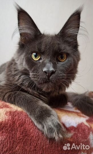 Мейн-кун мальчик