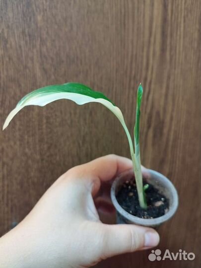 Спатифиллум Пикассо