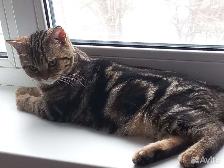 Шотландский кот вязка