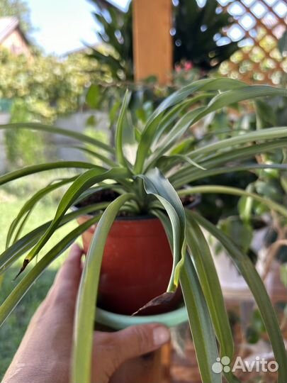 Домашние цветы