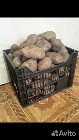 Картофель домашний