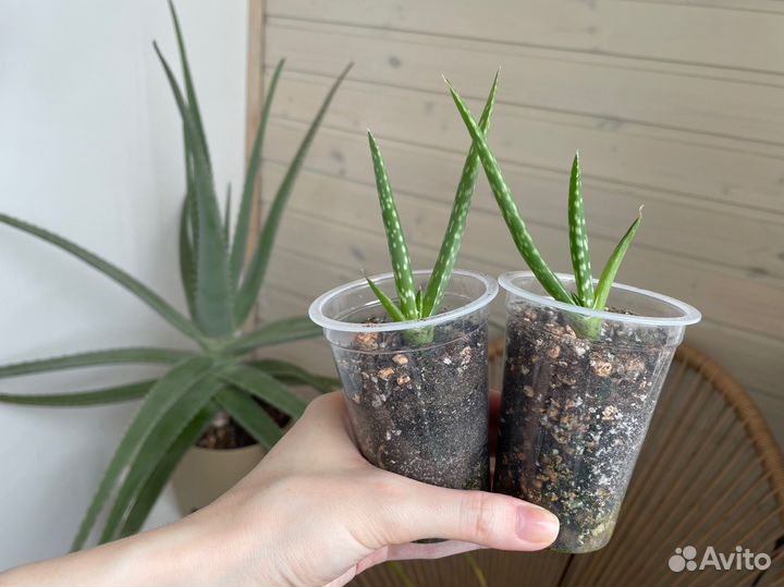 Алоэ вера, детки