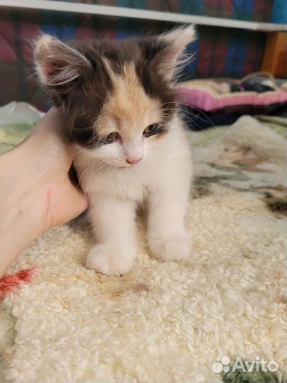 Котенок девочка 1.5 месяца
