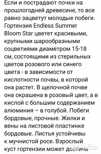 Гортензия Блум стар