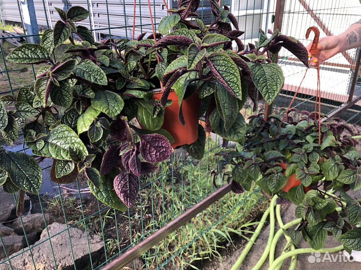 Кашпо фуксия, питуния, виолла