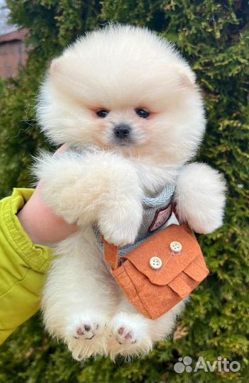 Очаровательный мальчик померанского шпица