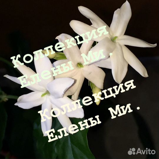 Жасмин комнатный