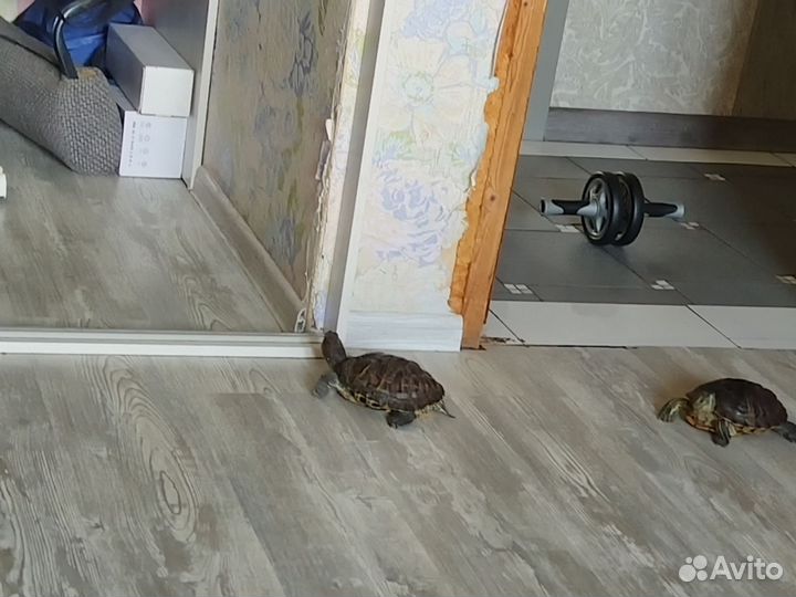 Красноухая черепаха бесплатно