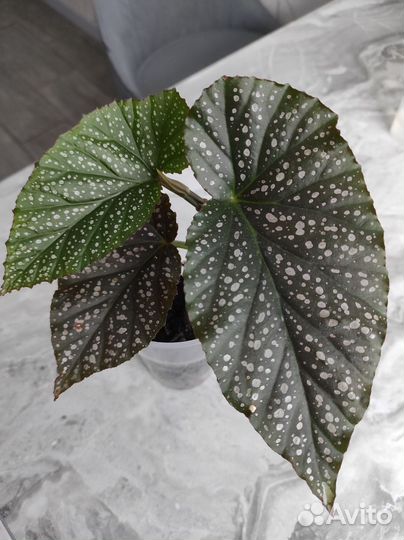 Бегония коралловая