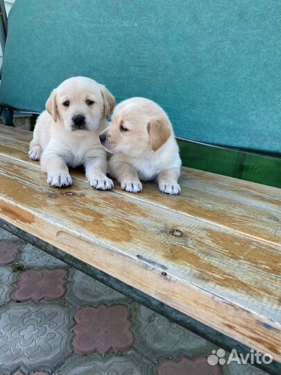 Щенки лабрадора