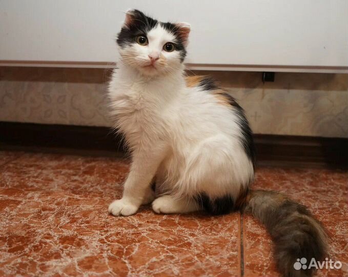 В добрые руки