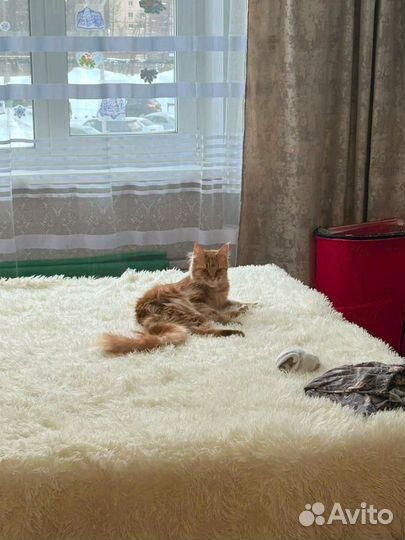 Кошка в дар бесплатно