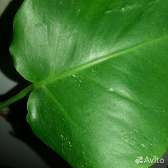 Монстера альба