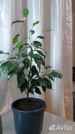 Фикус бенджамина