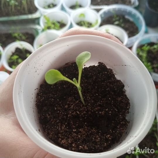 Левкой рассада