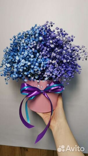 Гипсофила радужная