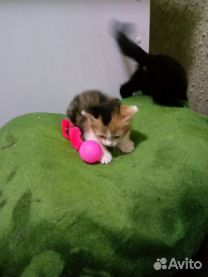 Котенок девочка