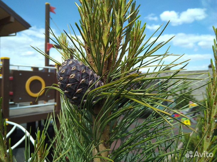 Саженцы сибирского кедра экстра класс