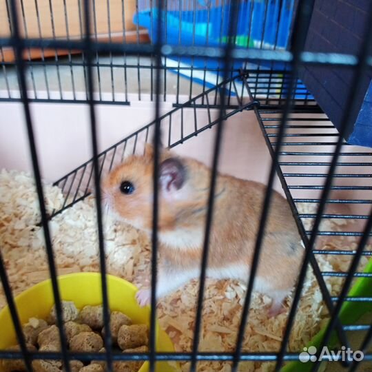 Клетка для джунгарского хомяка