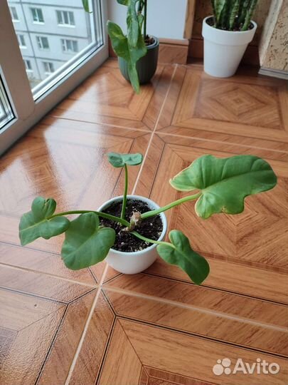 Филодендроны