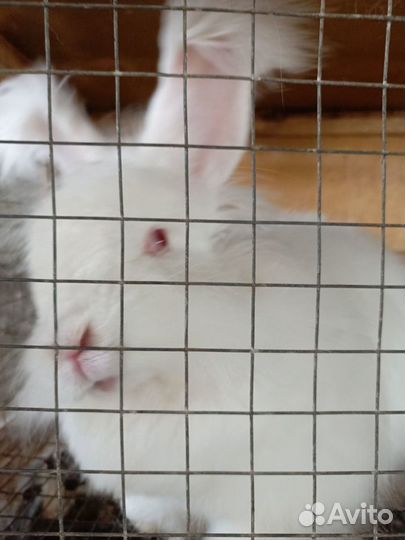 Пух кролика. Килограмм