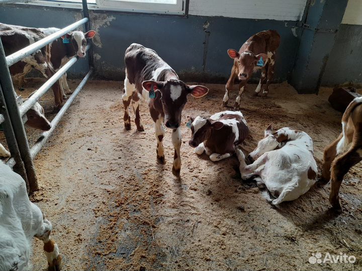 Телята бычки