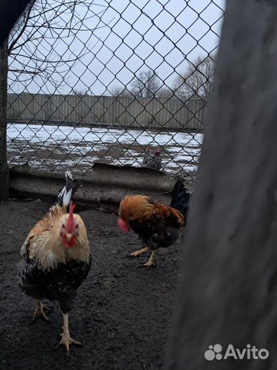 Домашняя птица