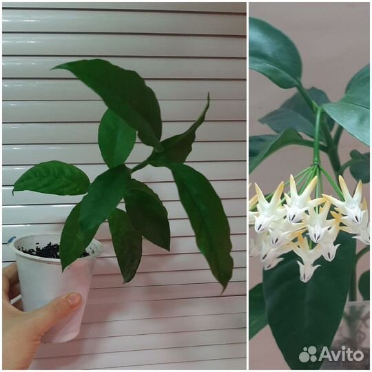 Комнатные растения