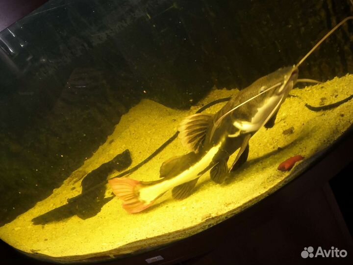 Для аквариумов