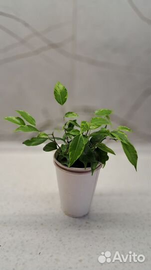 Фикус бенджамина