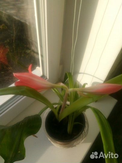 Гипиаструм