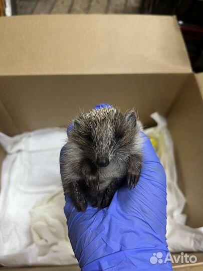 Ратолог(Грызуны) Онлайн Консультация,выезд