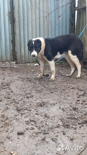 Среднеазиатская овчарка