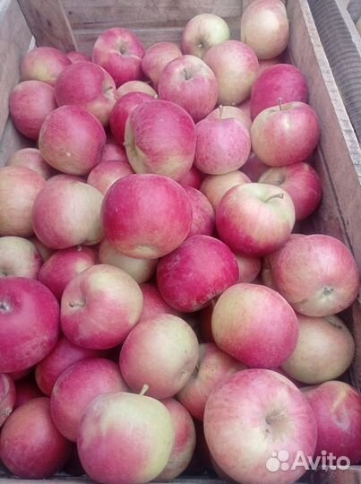 Яблоки домашние