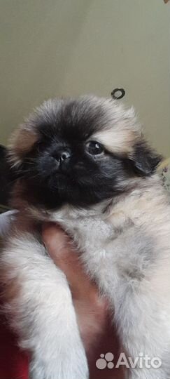 Щенки пекинеса