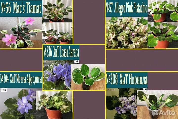 Сенполии : розетки, листы