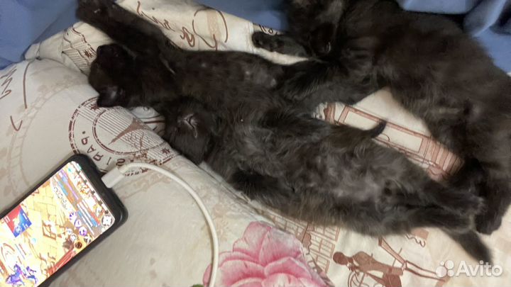 Котята в добрые руки мальчики черные