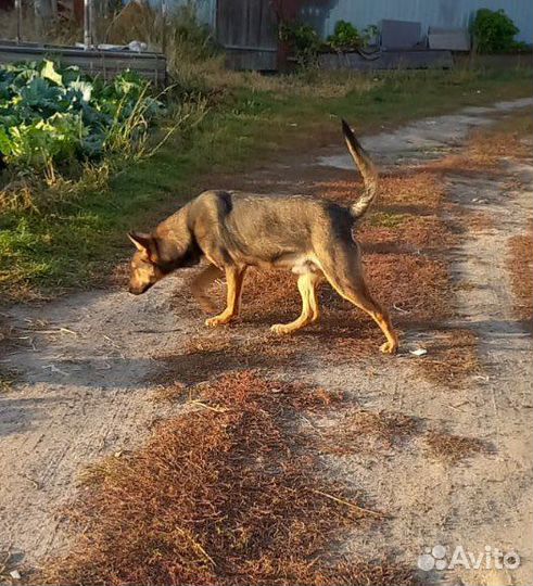Чарыш ищет хозяина
